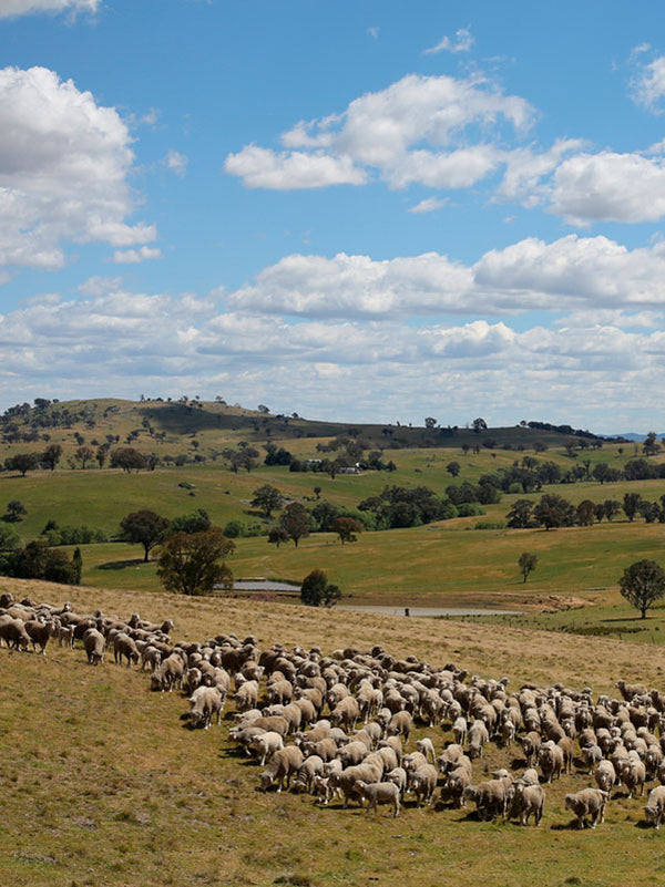 OUR MERINO IS PURE